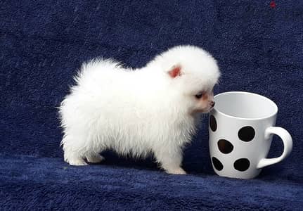 Whatsapp Me (+966) 588993320//Pomeranian Puppies