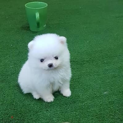 Pomeranian Puppies//Whatsapp Me (+966) 588993320