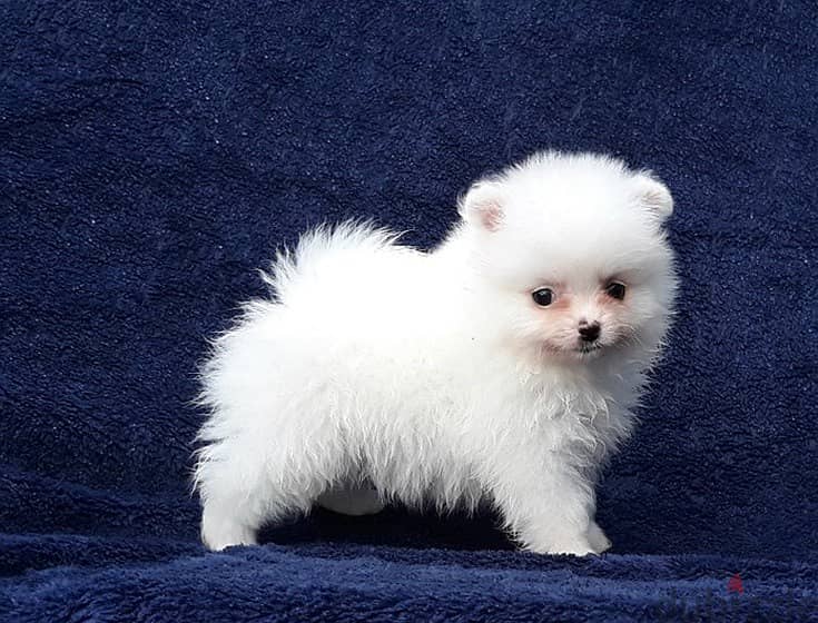 Whatsapp Me (+966) 588993320//Pomeranian Puppies 1