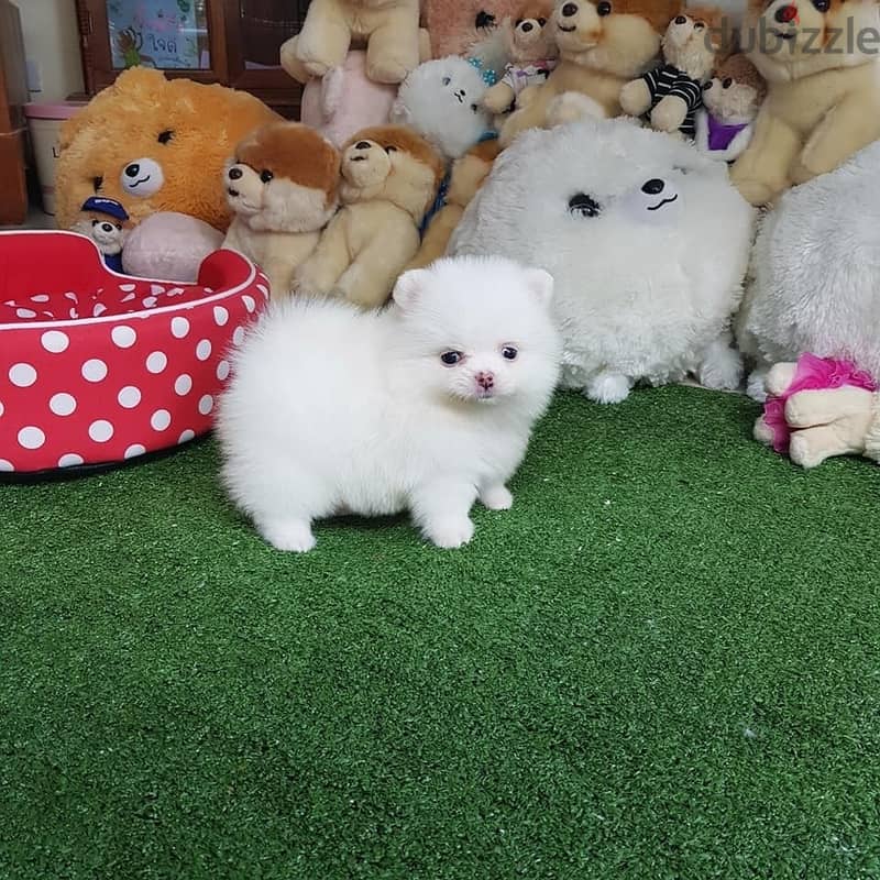 Whatsapp Me (+966) 588993320//Pomeranian Puppies 1