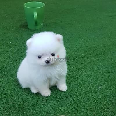 Pomeranian Puppies//Whatsapp Me (+966) 588993320