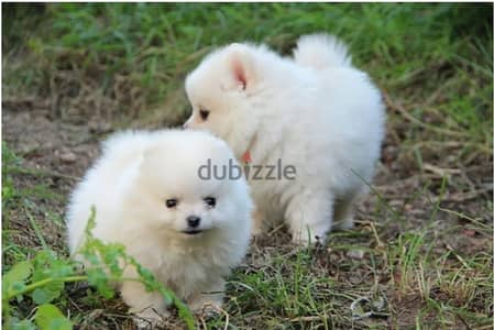 Pomeranian Puppies//Whatsapp Me (+966) 588993320
