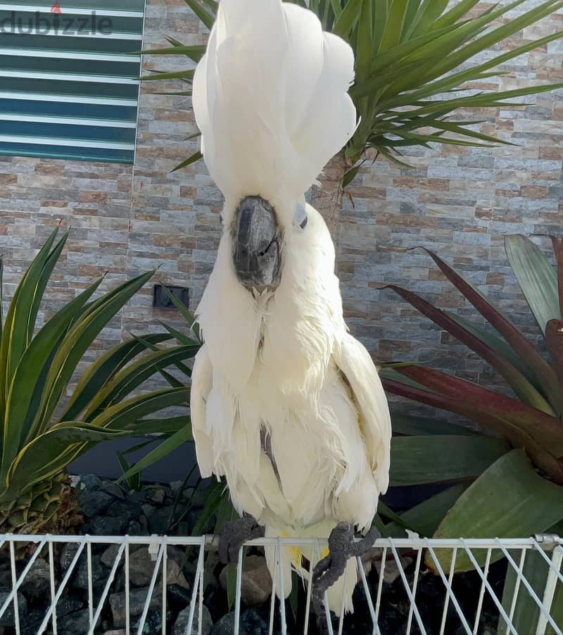 Umbrella Cockatoos//Whatsapp Me (+966) 588993320 1