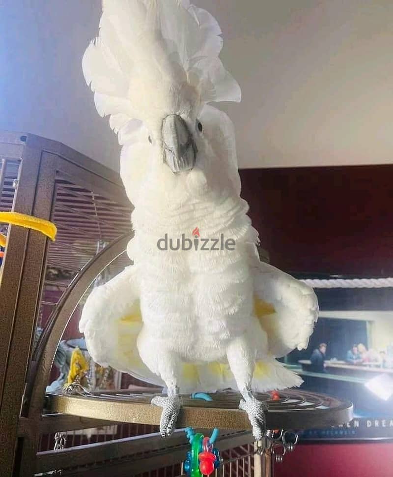 Umbrella Cockatoos//Whatsapp Me (+966) 588993320 1