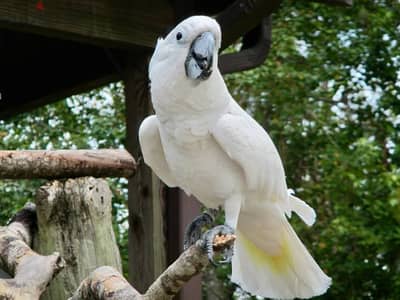 Umbrella Cockatoos//Whatsapp Me (+966) 588993320