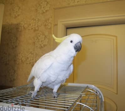 Whatsapp Me (+966) 588993320//Umbrella Cockatoos