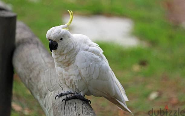 Whatsapp Me (+966) 588993320//Umbrella Cockatoos 1