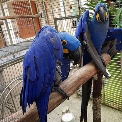 Hyacinth Macaws//Whatsapp Me +966 (583)921348