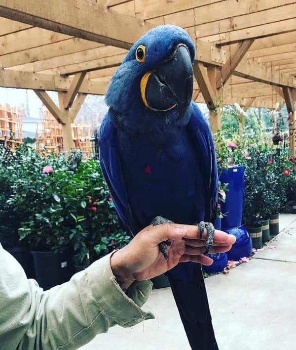 Hyacinth Macaws//Whatsapp Me +966 (583)921348 1