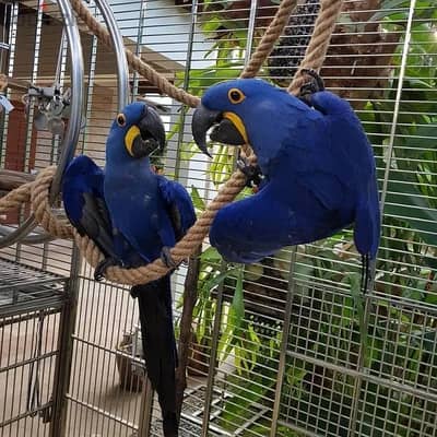 Whatsapp Me +966 (583)921348//Hyacinth Macaws