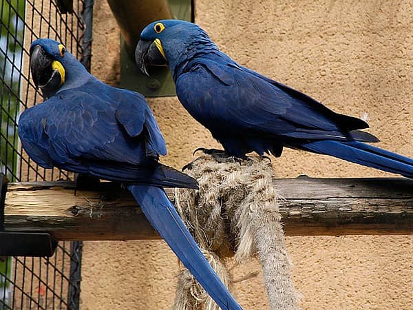 Whatsapp Me +966 (583)921348//Hyacinth Macaws 1