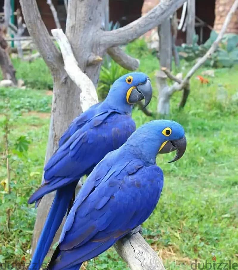 Whatsapp Me +966 (583)921348//Hyacinth Macaws 1