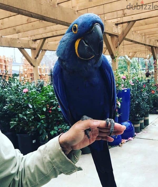 Whatsapp Me +966 (583)921348//Hyacinth Macaws 1