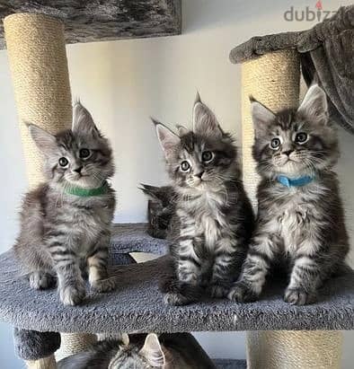 Whatsapp Me +966 (583)921348//Maine Coon Cats