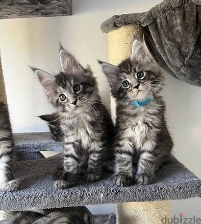 Whatsapp Me +966 (583)921348//Maine Coon Cats 1