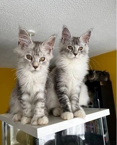 Maine Coon Cats//Whatsapp Me +966 (583)921348