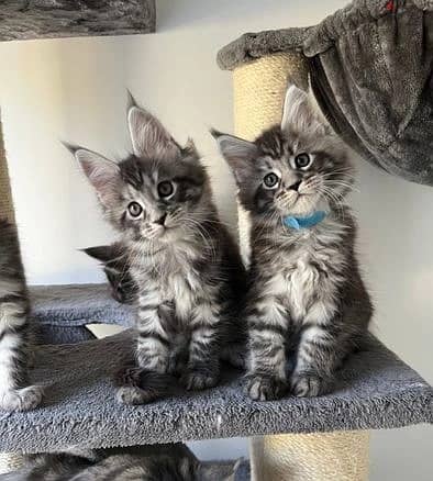 Whatsapp Me +966 (583)921348//Maine Coon Cats 1