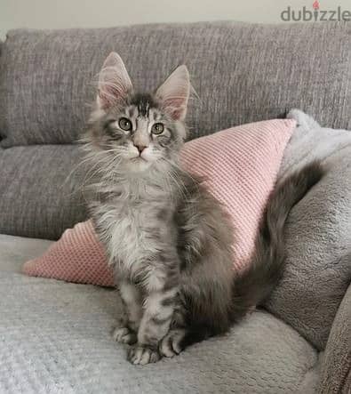 Maine Coon Cats//Whatsapp Me +966 (583)921348 1