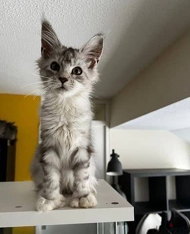 Whatsapp Me +966 (583)921348//Maine Coon Cats
