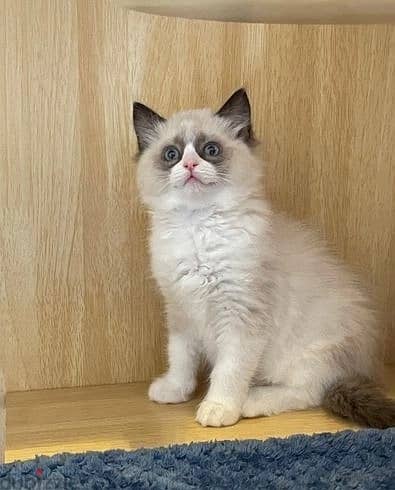 Whatsapp Me (+966) 588993320//Ragdoll Cats 1