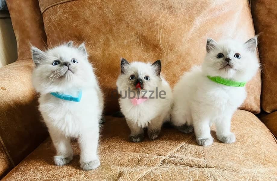 Ragdoll Cats//Whatsapp Me (+966) 588993320 1