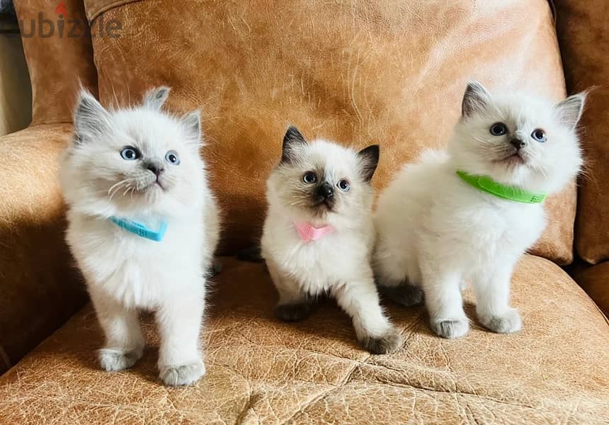 Ragdoll Cats//Whatsapp Me (+966) 588993320 1