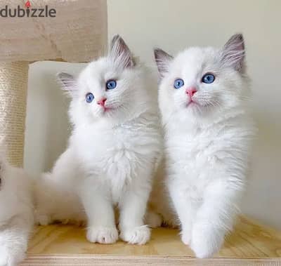 Whatsapp Me (+966) 588993320//Ragdoll Cats