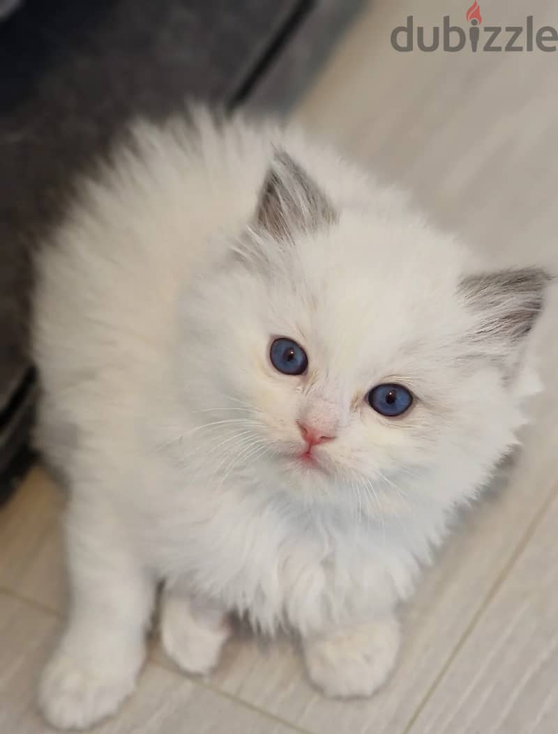 Whatsapp Me (+966) 588993320//Ragdoll Cats 1