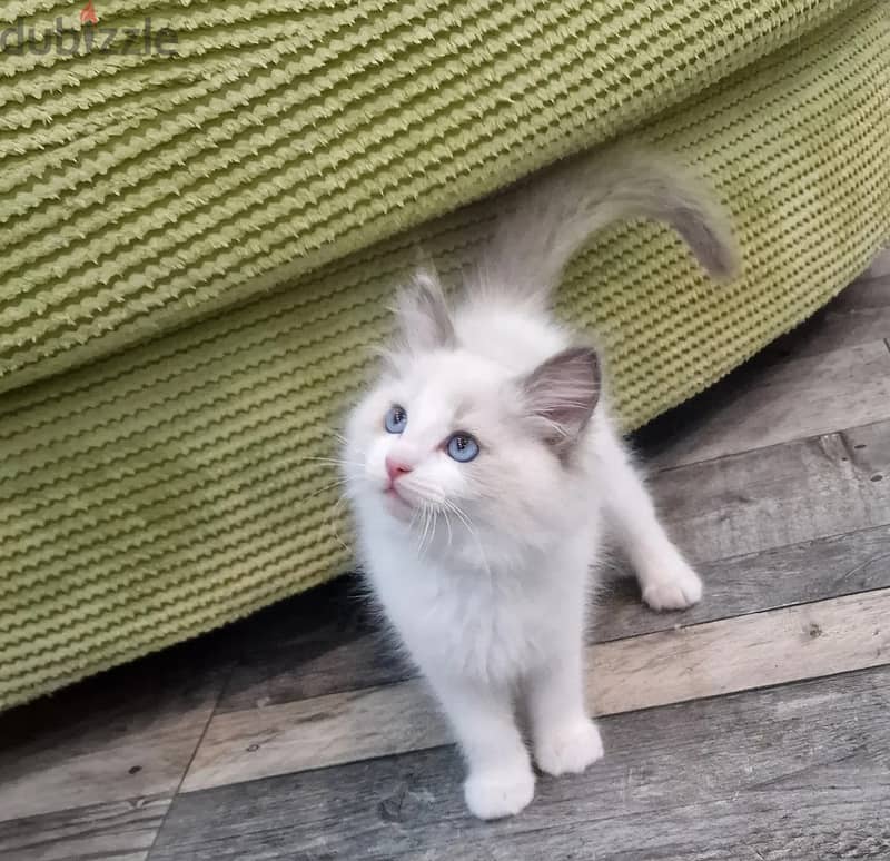 Whatsapp Me (+966) 588993320//Ragdoll Cats 1