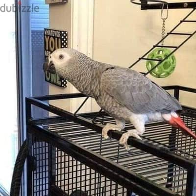 African Grey Parrots//Whatsapp Me (+966) 588993320