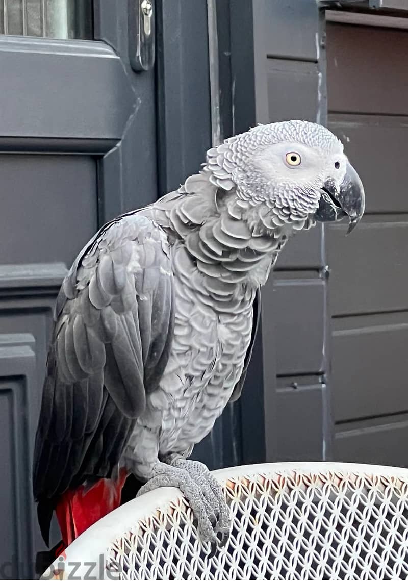 African Grey Parrots//Whatsapp Me (+966) 588993320 1