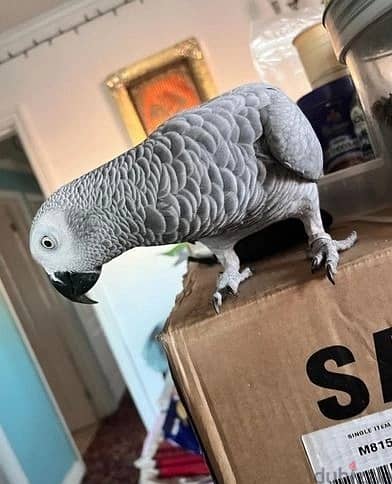 Whatsapp Me (+966) 588993320//African Grey Parrots