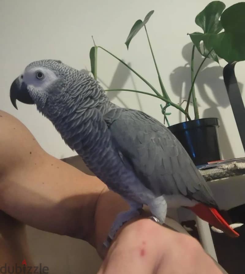 Whatsapp Me (+966) 588993320//African Grey Parrots 1