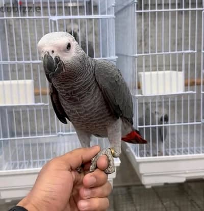 African Grey Parrots//Whatsapp Me (+966) 588993320