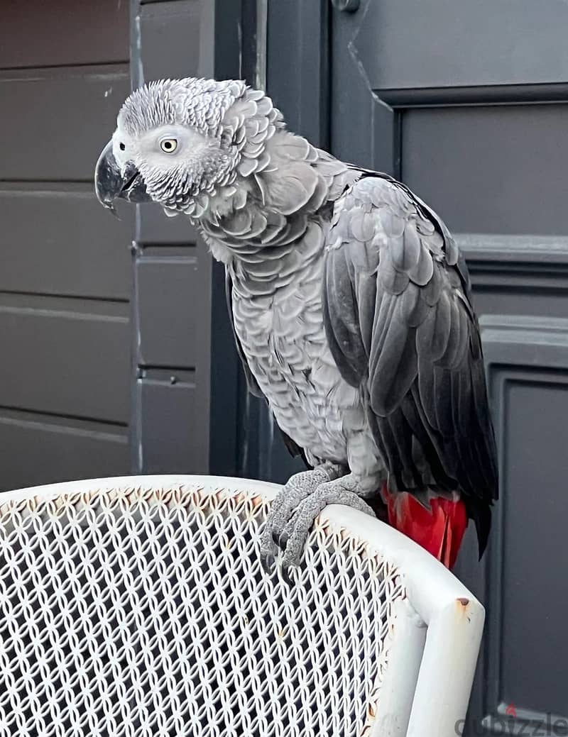 African Grey Parrots//Whatsapp Me (+966) 588993320 1