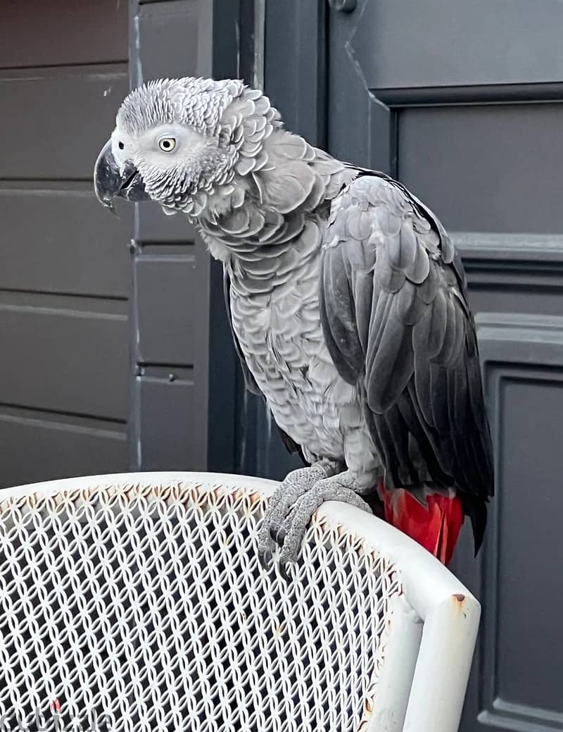 Whatsapp Me (+966) 588993320//African Grey Parrots 1