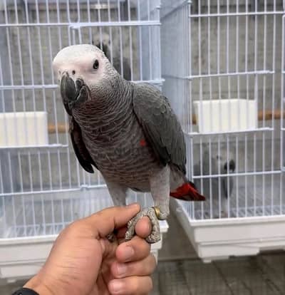Whatsapp Me (+966) 588993320//African Grey Parrots