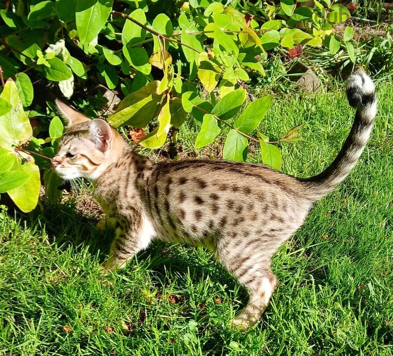 Whatsapp Me +966 (583)921348//Savannah Cats 1
