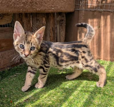 Whatsapp Me +966 (583)921348//Savannah Cats