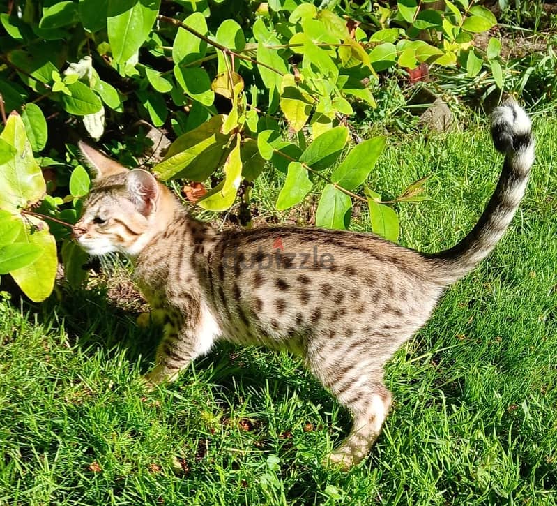 Whatsapp Me +966 (583)921348//Savannah Cats 1