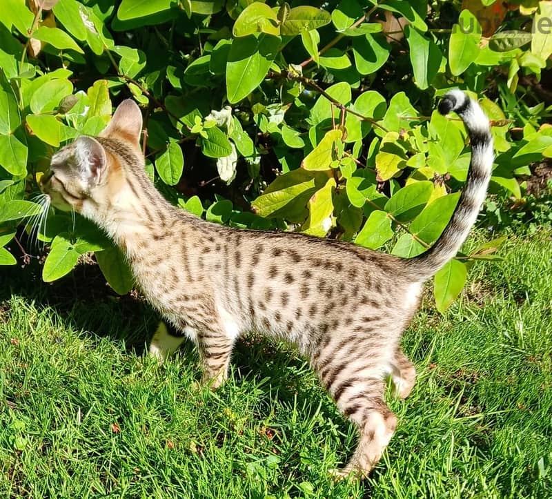 Savannah Cats//Whatsapp Me +966 (583)921348 1