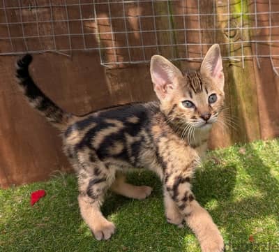 Whatsapp Me +966 (583)921348//Savannah Cats