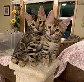Whatsapp Me +966 (583)921348//Savannah Cats 1