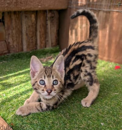 Savannah Cats//Whatsapp Me +966 (583)921348