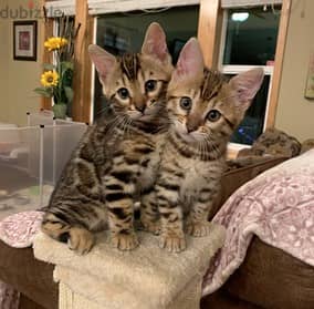 Savannah Cats//Whatsapp Me +966 (583)921348 1