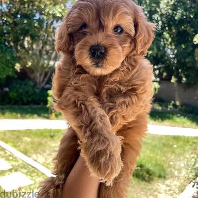 Toy Poodle puppies for sale