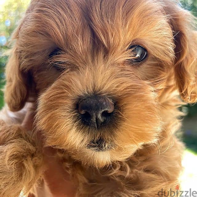 Toy Poodle puppies for sale 1