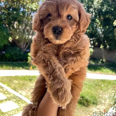 Cute Toy Poodle for sale