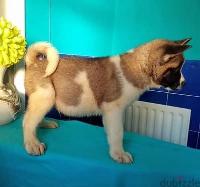 Whatsapp Me +966 (583)921348//Akita Puppies