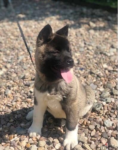 Akita Puppies//Whatsapp Me +966 (583)921348